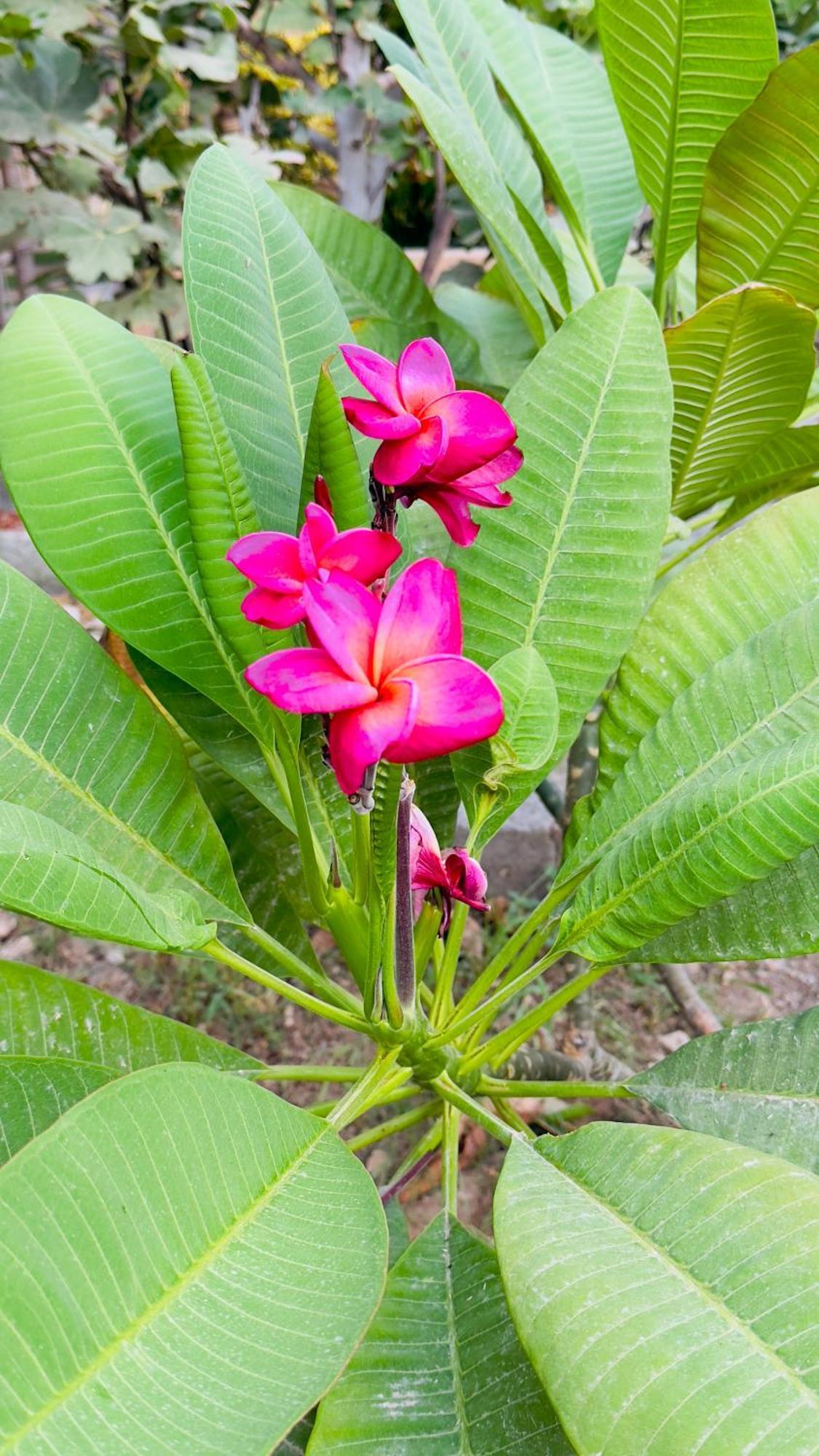 Отель Fig Shades مزرعة ظلال التين Tiwi Экстерьер фото